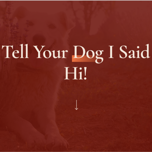 Petcare By Emily Gets Unleashed